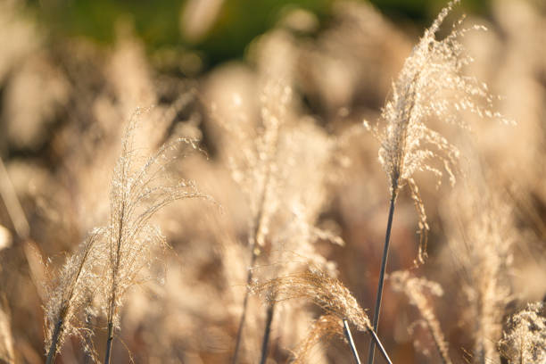 istock pampas grass glowing in golden colors 1454329084