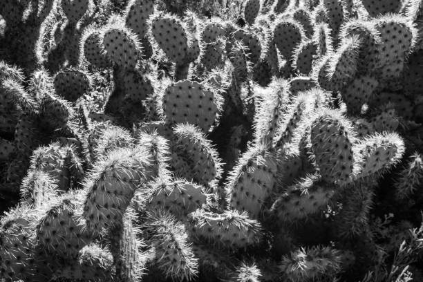 istock Grayscale of cacti under the sunlight on a hot summer day 1454329097