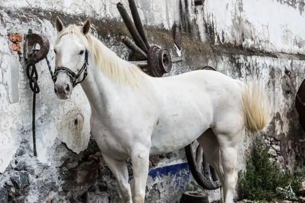 Photo of White stallion (Equus caballus) with a halter on, tethered to a rusty metal ring on an old wall