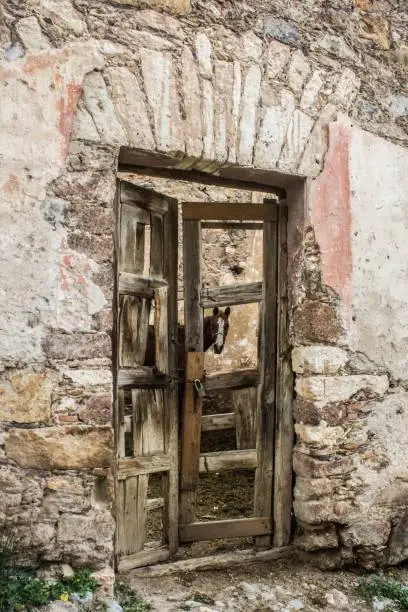 Photo of Brown horse (Equus caballus) seen from a wooden locked door of weathered stone building in a village