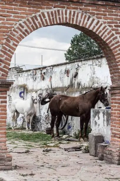 Photo of Stallions (Equus caballus) tethered to a weathered wall seen from a red, brick stone gate
