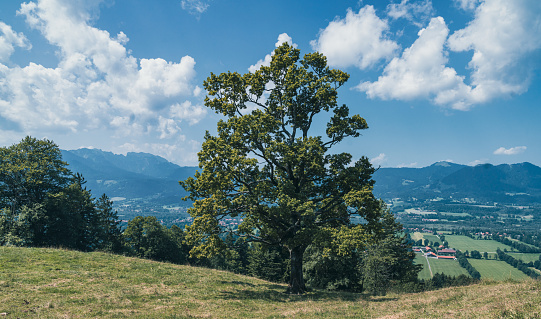 A tree in afield with mountains and sky on the background