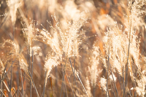 istock pampas grass glowing in golden colors 1454329709