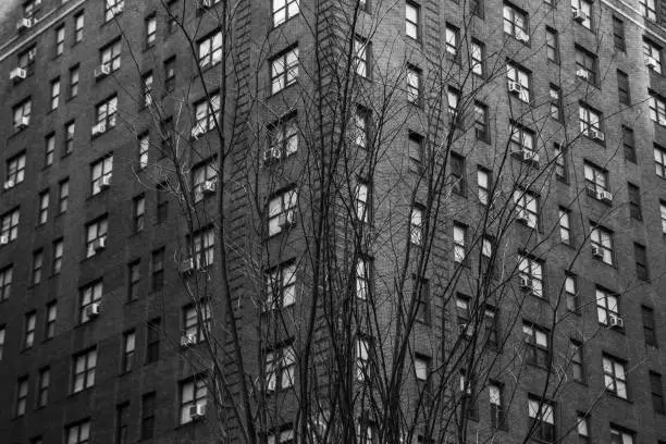 Photo of Grayscale of a leafless tree in front of a tall, residential building with window grids in autumn