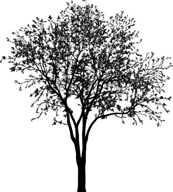 Incredibly Detailed Tree Silhouette vector art illustration