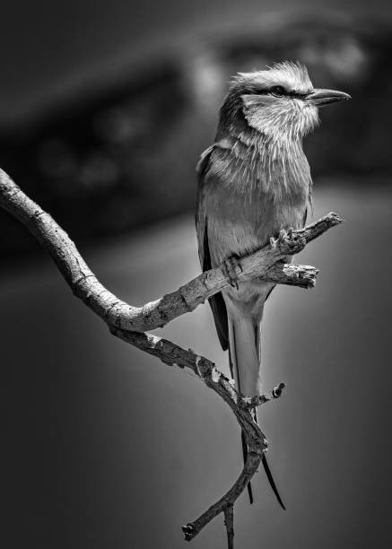 istock Vertical grayscale of a purple roller bird perched on a branch 1454331336