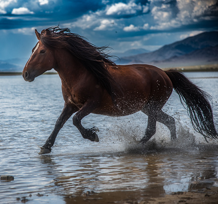 The wild horse galloping through small river in western part of Mongolia, June 2021.