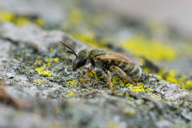 istock Closeup on a green bronze Emerald metallic furrow bee, Halictus smaragdulus 1454331745