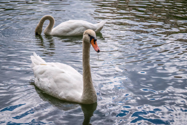istock Two graceful white swans swim in the dark water. 1454332146