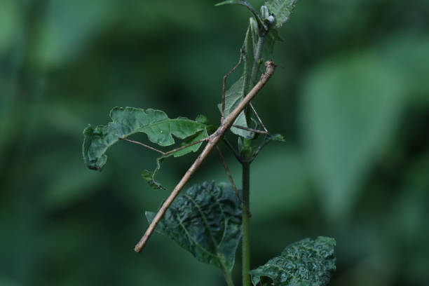 Stick Insect, Phasmatodea, Kaeng Krachan National Park