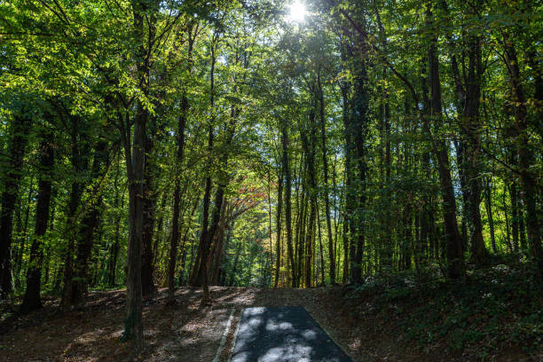 istock Dense green forest on a sunny day in autumn 1454333671