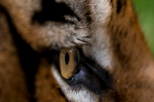 Eye of the Tiger, Indochinese Tiger, Panthera tigris tigris, Thailand