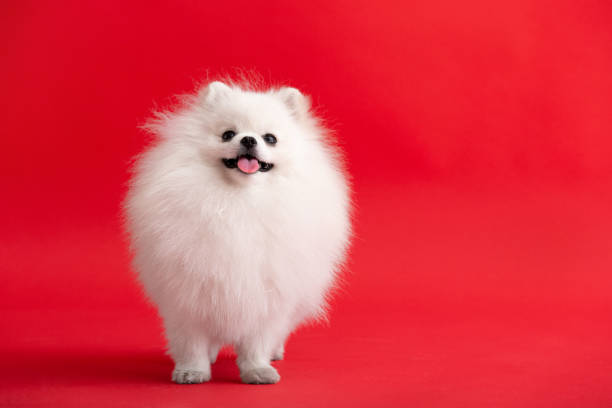 istock Dog breed Pomeranian spitz stands on a red background. 1454333974