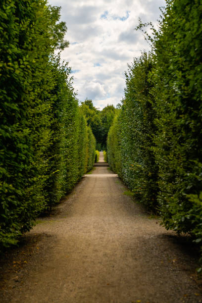 istock Vertical shot of a pathway surrounded by greenery under a cloudy sky 1454334302