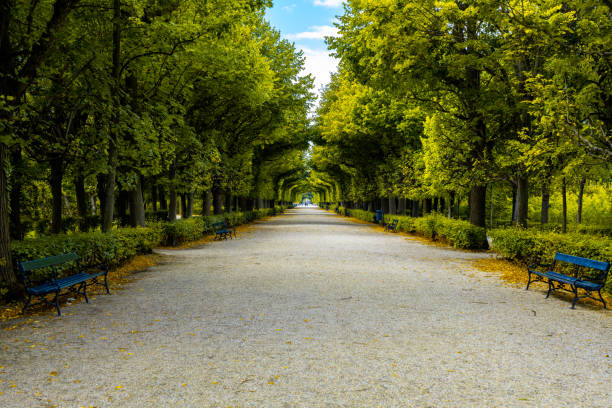 A landscape of a pathway surrounded by greenery and benches under the sunlight