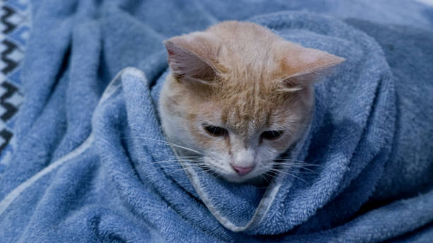 istock Expression of a Cat with a Blue Towel Blanket 1454334326