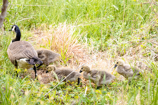 A family of geese at the Ernest L. Oros Wildlife Preserve in Avenel, New Jersy, USA