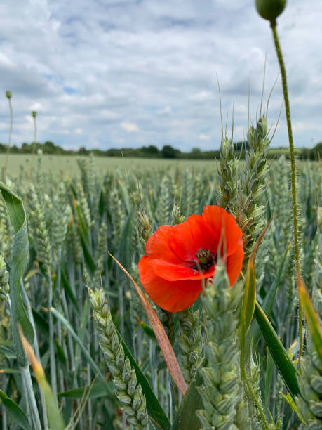 istock Wild red poopy in the meadow 1454334721