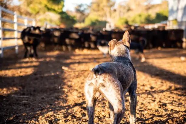 an Australian Cattle Dog working a herd of Angus cattle