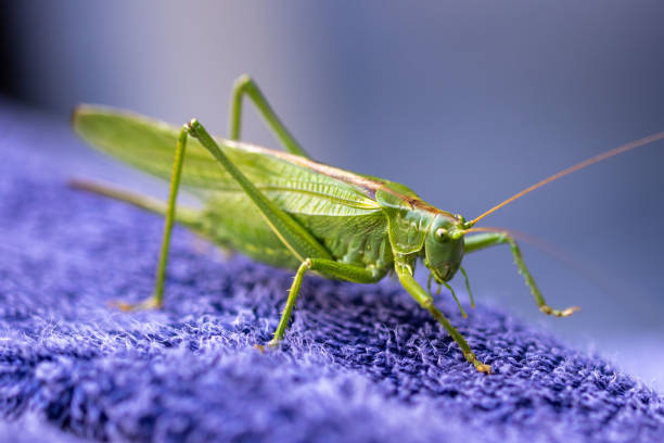 Speckled bush-cricket on a autumn leaf in night