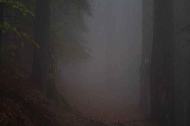 istock Misty landscape with dense trees in the forest 1454335166