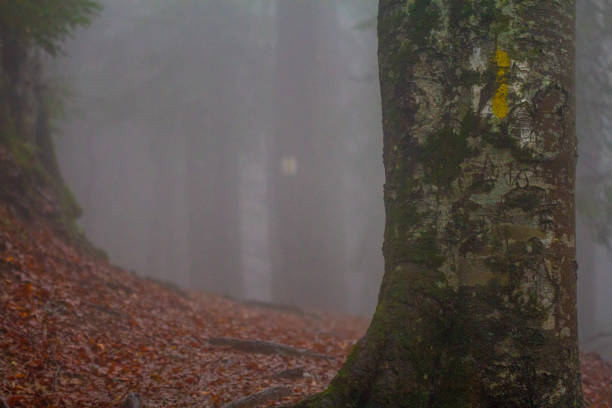 A misty landscape with trees in an autumn forest