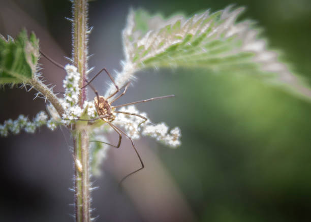 istock Opillion spider climbing on a plant 1454335370