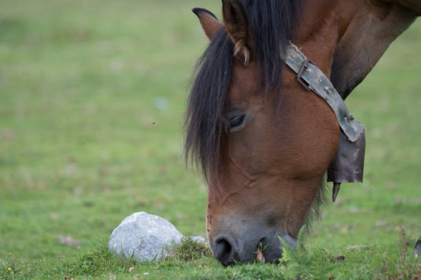 A brown horse grazing in a green meadow