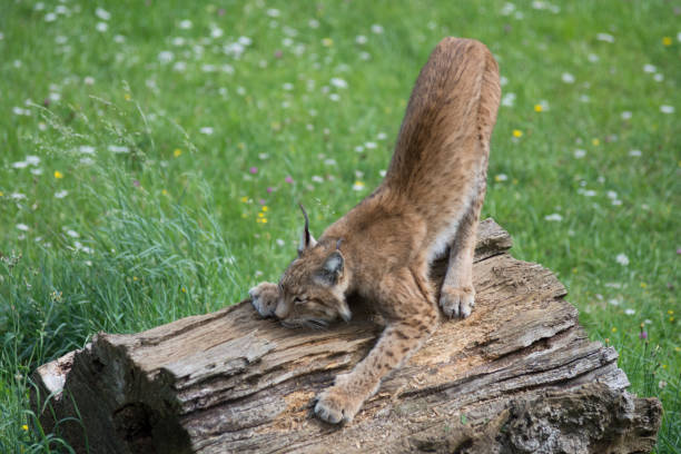 Beautiful Eurasian lynx in the enclosure in the Gdansk zoo. European wild animals