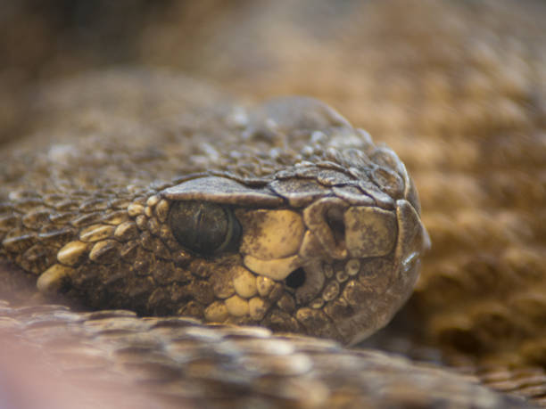 istock Selective focus shot of a diamondback snake 1454335586