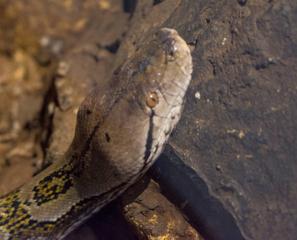 istock Closeup of a Reticulated python on the rocks under the sunlight with a blurry background 1454335588
