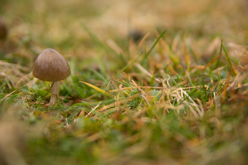 A closeup shot of a wild mushroom with a brown cap in the woods