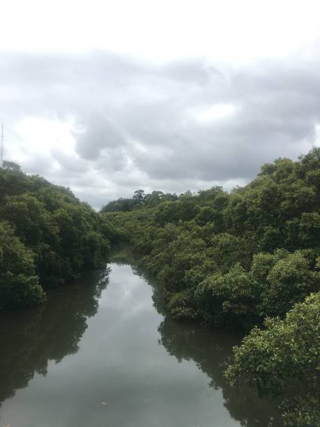 istock Vertical shot of a river surrounded by forests 1454335850
