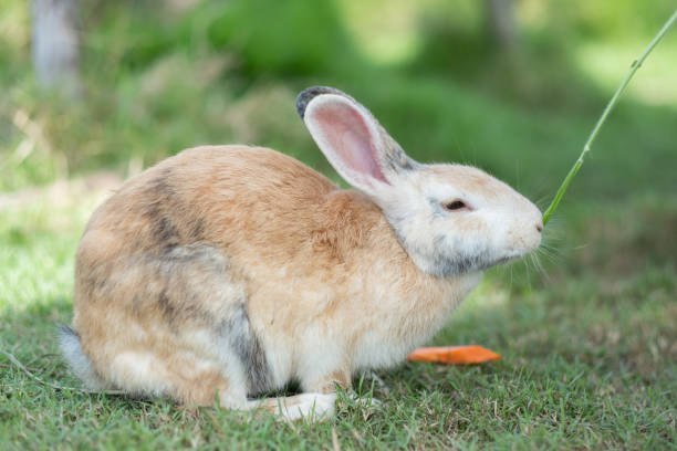 istock rabbit, bunny pet with blur background, animals 1454335913