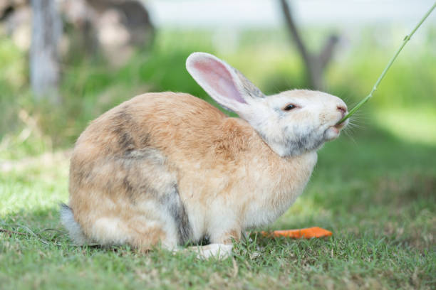 istock rabbit, bunny pet with blur background, animals 1454335916