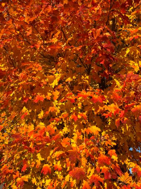 Close up of brightly coloured sunlit maple leaves in autumn
