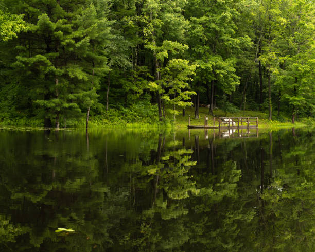 A glassy pond with reflection of the trees in summer