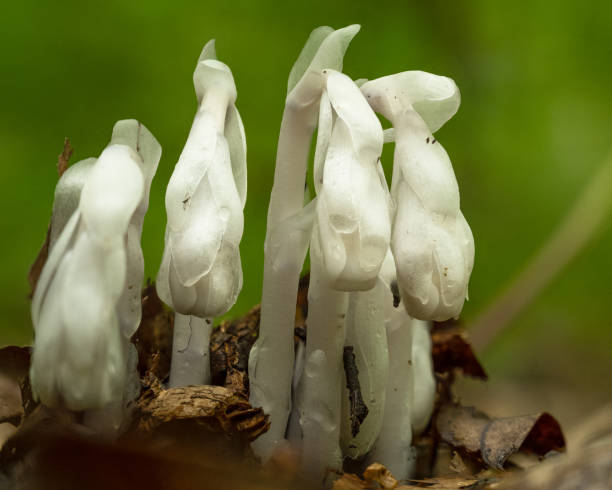 nahaufnahme einer geisterpflanze an einem sonnigen und hellen tag - indian pipe stock-fotos und bilder