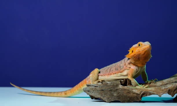 istock bearded dragon on ground with color background 1454336078