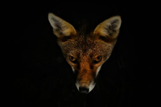 istock Closeup of a dangerous sly fox looking up on a blurry black background 1454336103