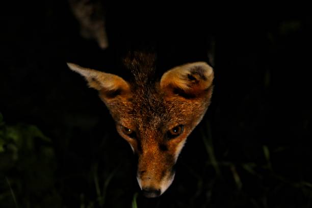 istock Closeup of a beautiful red fox looking down on a dark evening 1454336106