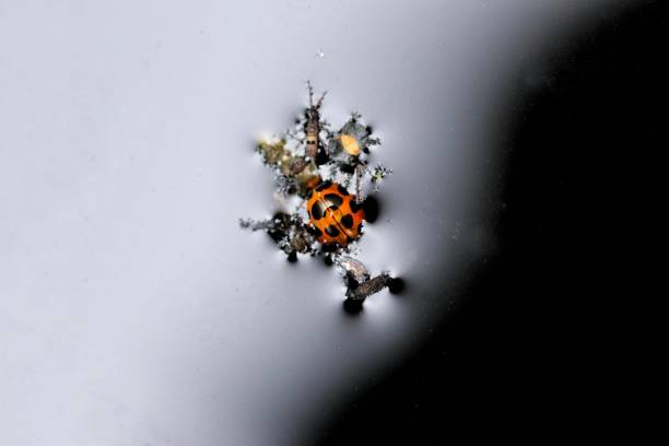 A closeup of a cute tiny ladybug swimming in a lq