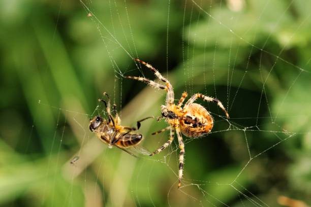 istock Closeup of a bee caught in a spider's cobweb with greenery blurred in the backgr 1454336144