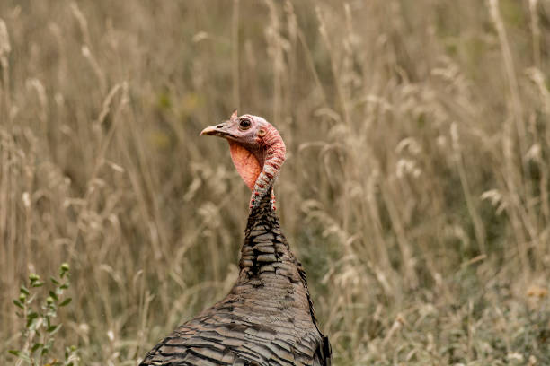 istock Selective focus shot of a turkey in the meadow 1454336249