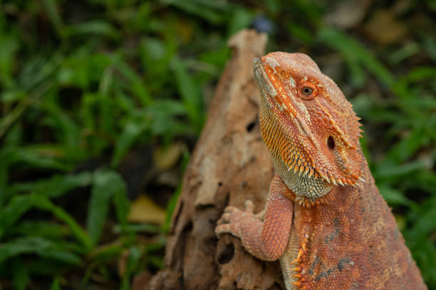 istock bearded dragon on ground with blur background 1454336252