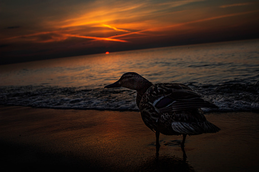 A close-up shot of a beautiful cute mallard duck on a sandy beach of the Baltic sea during the sunset