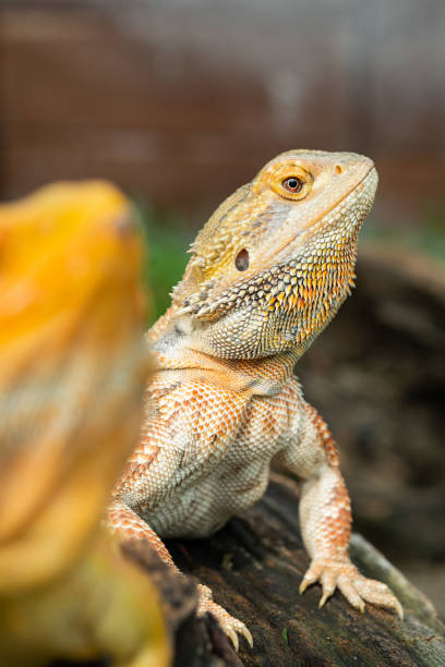 istock bearded dragon on ground with blur background 1454336320