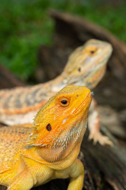 istock bearded dragon on ground with blur background 1454336338