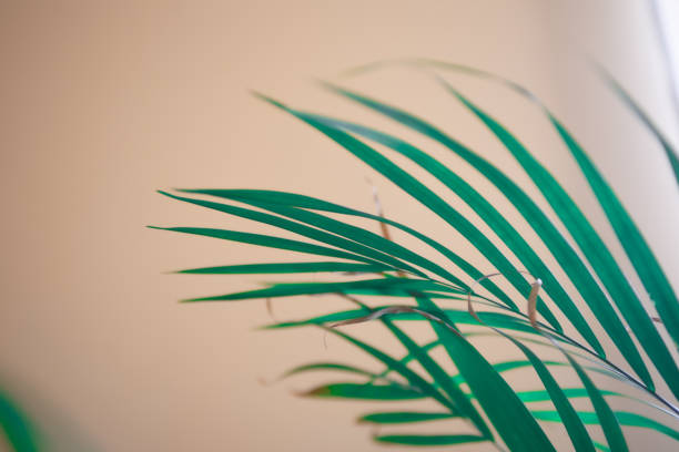 istock Selective of palm tree branches in a room near the wal 1454336484