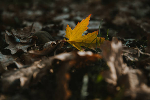 istock Selective of the maple leaf in the fall colors 1454337096